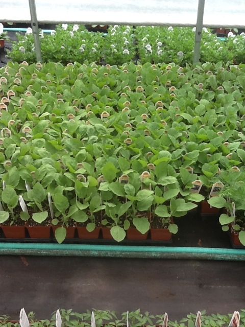 20120423-105017.jpg