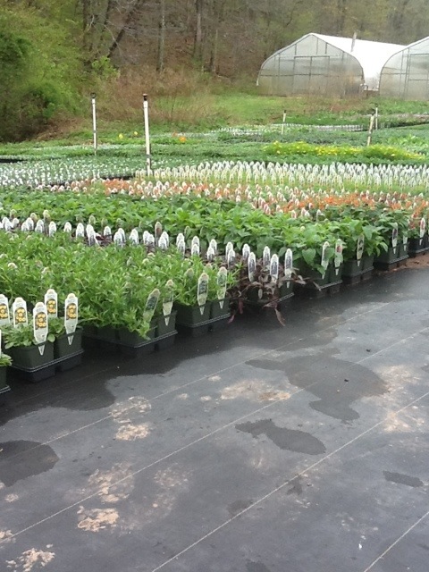 20120423-105031.jpg