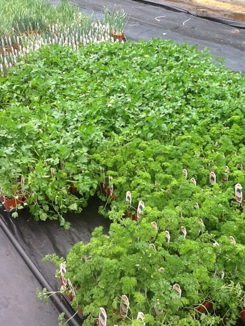 20120423-105132.jpg
