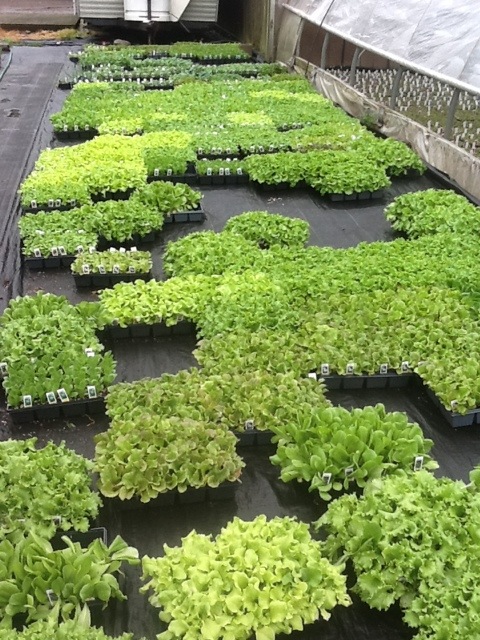 20120423-105136.jpg