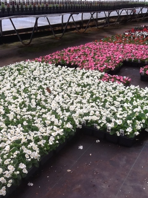 20120423-105146.jpg