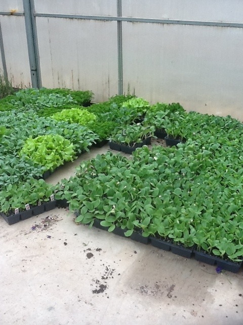 20120423-105155.jpg