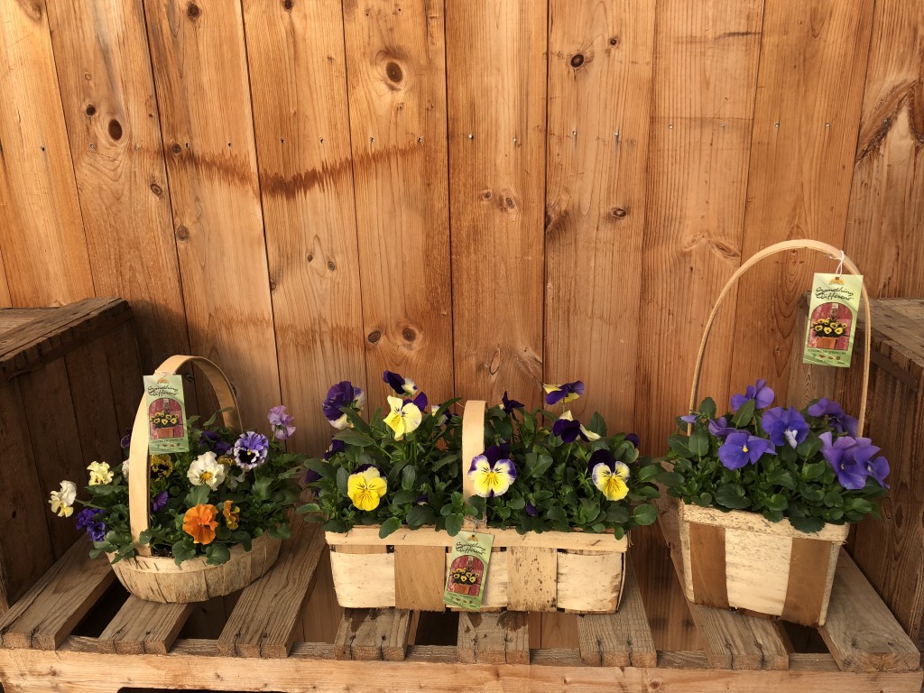 Welcome spring with beautiful baskets of color! 